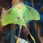 African moon moth