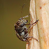 Coffee Bean Weevil