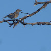 Mountain Bluebird (Female)