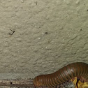 Millipede