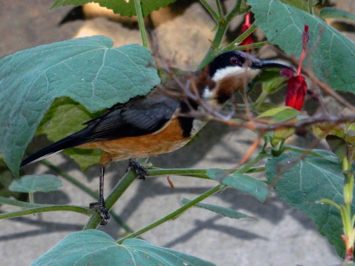 Eastern Spinebill