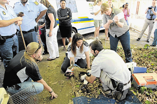 IN GOOD HANDS: A Johannesburg Zoo vet and an SPCA inspector attend to a sedated hyena cub lost in Blairgowrie, northern Johannesburg. When recovered from her ordeal, she will be reunited with her clan - if it can be found.