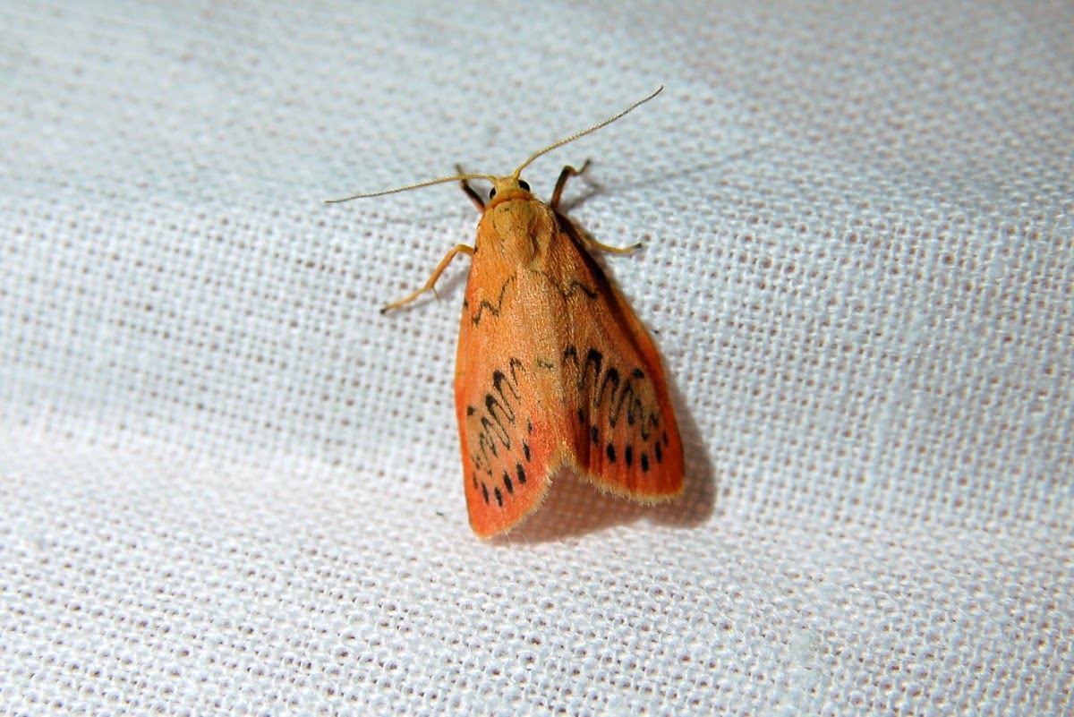 Rosy Footman