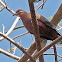 Tórtola Cardosantera/ Zenaida Dove