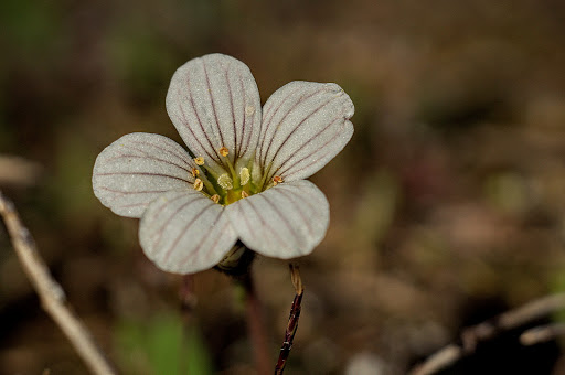 Saxifraga granulata