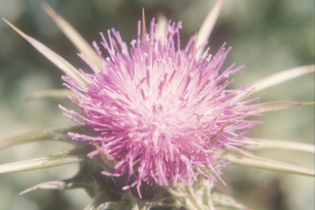 Thorn, Thistle (ἄκανθα)