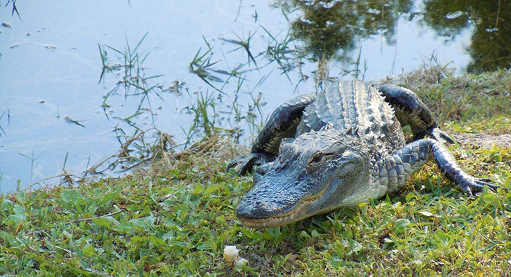 Alligator near a lake in Florida