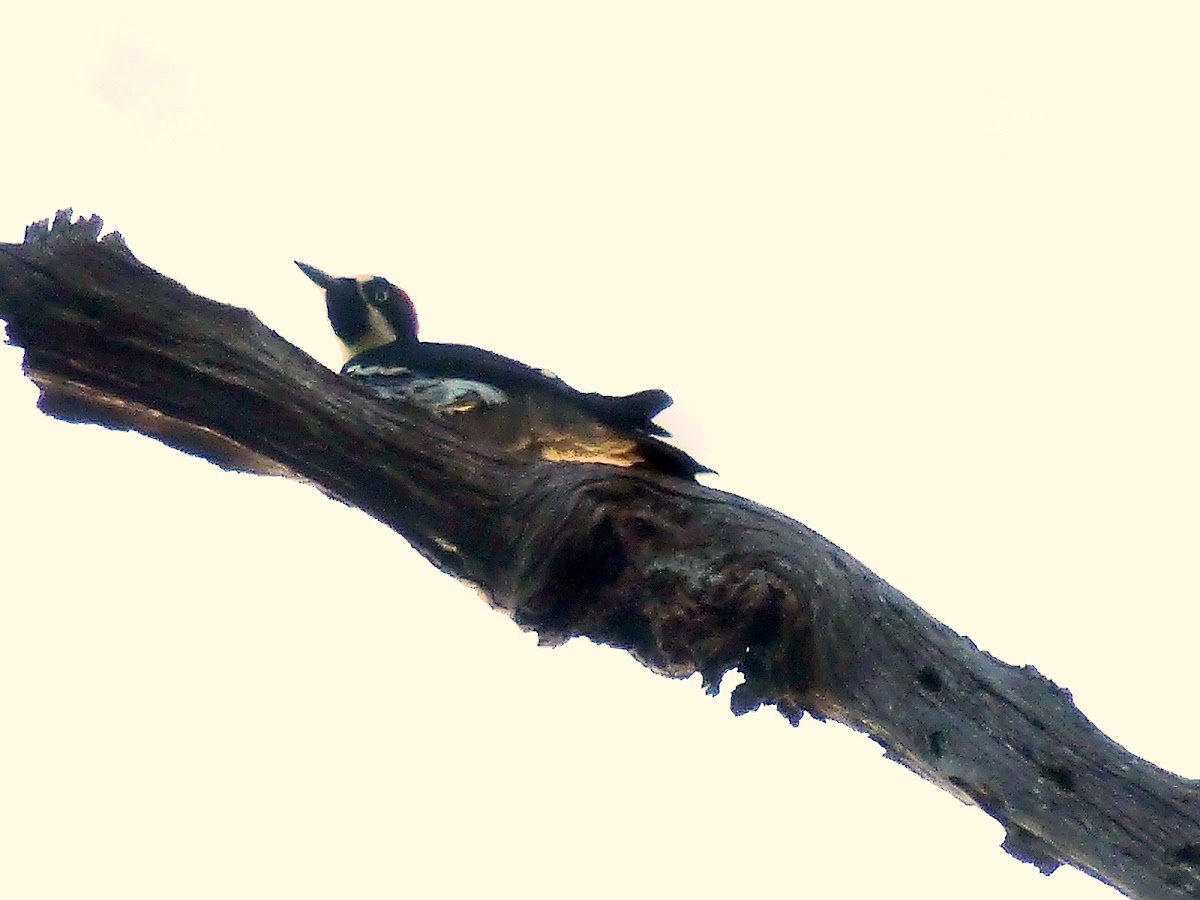 Acorn woodpecker