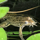 Rio Grande Leopard Frog