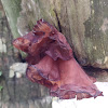 Wood ear fungus