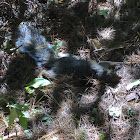 Eastern gray squirrel