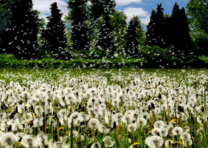 Il fresco respiro della primavera... di AlfredoNegroni