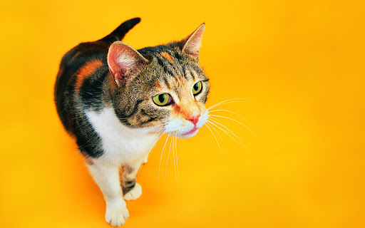 Curious Cat Exploring a Vibrant Yellow screenshot 2