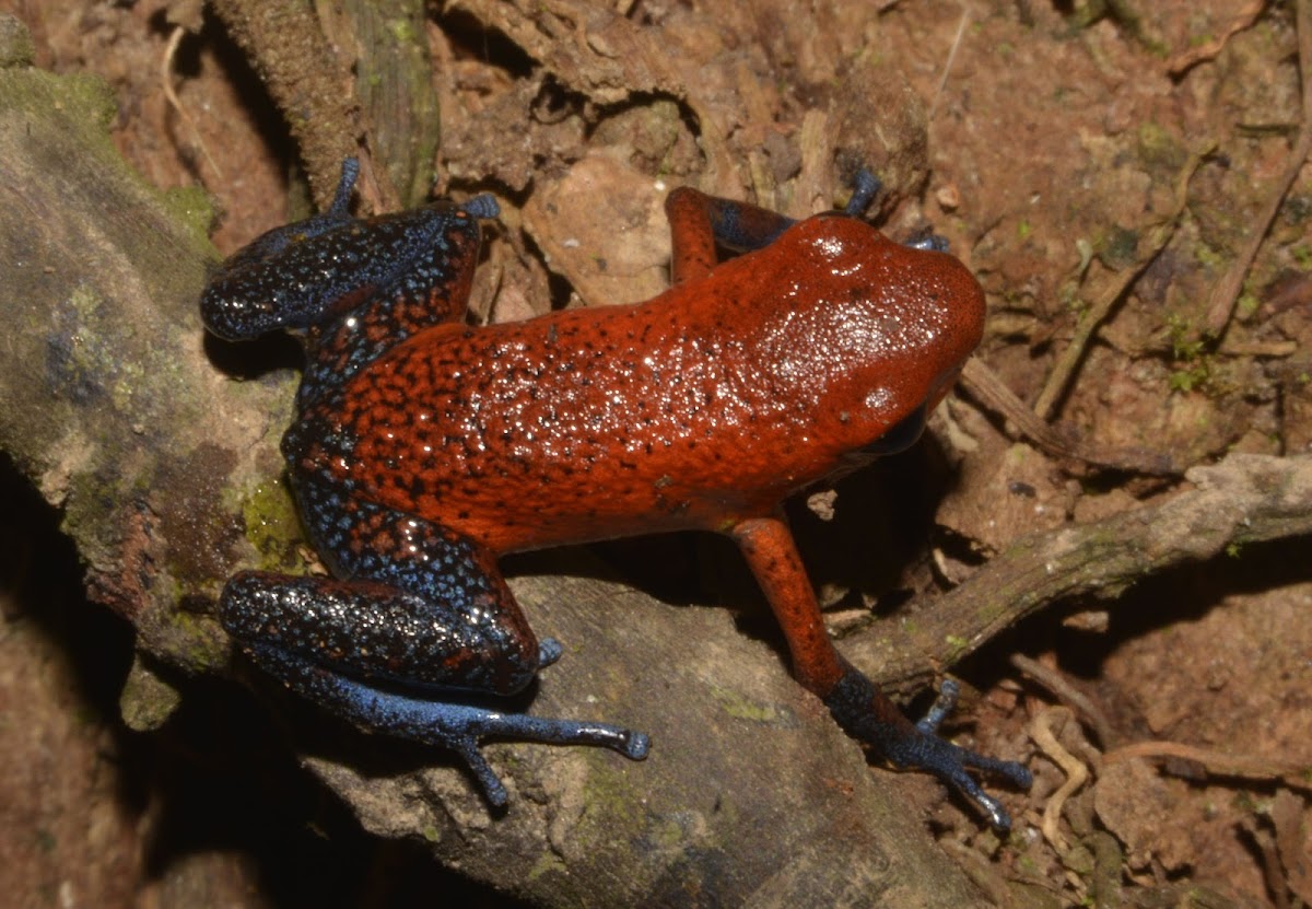 Blue Jeans Frog