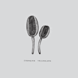 #8 TEETH - Cookeina Tricholoma