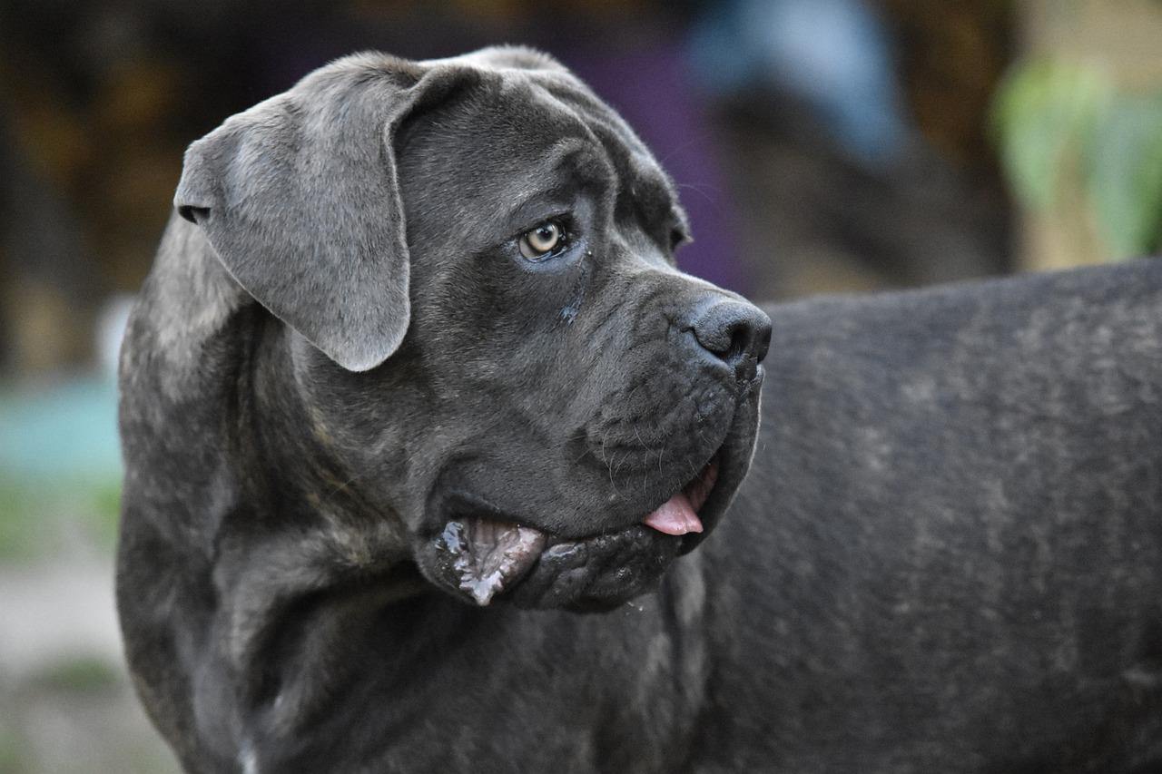 Câine Cane Corso: