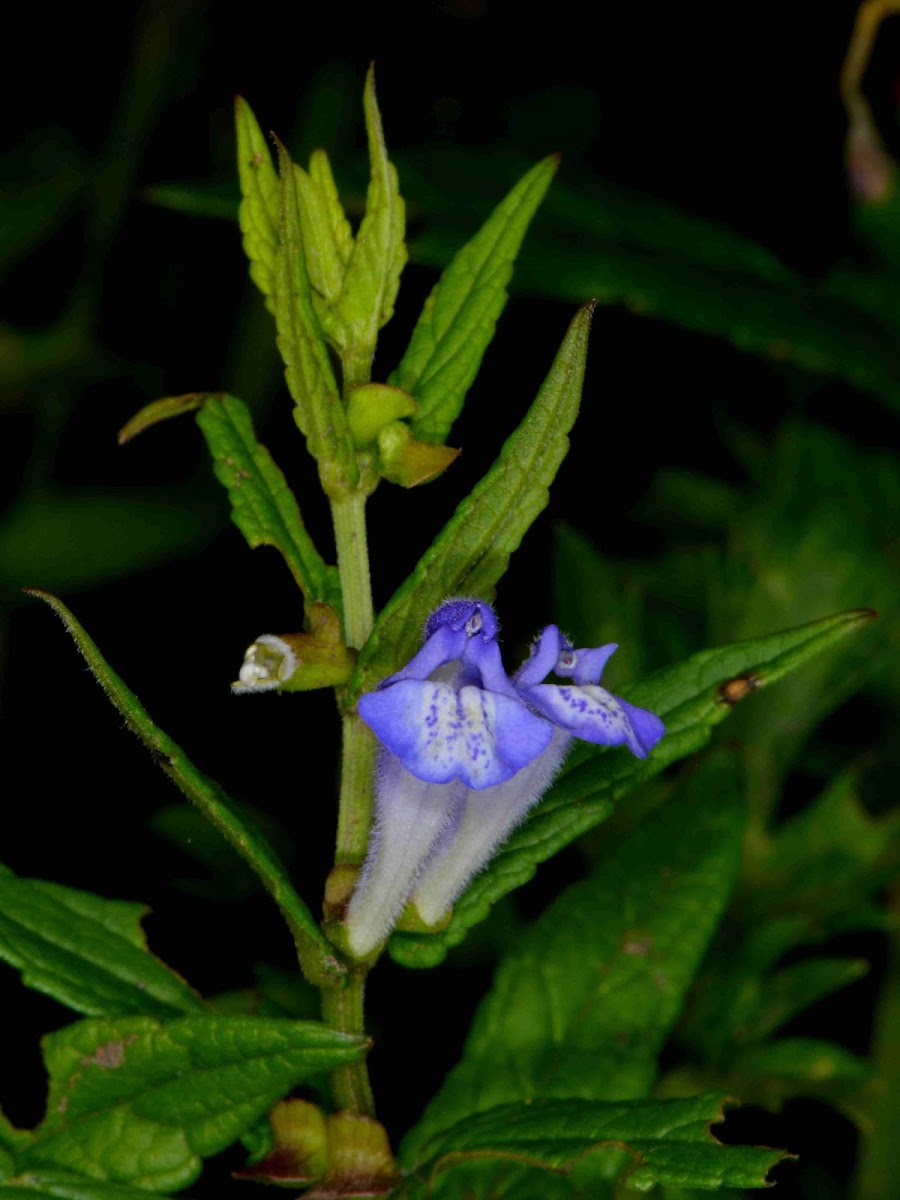 Skullcap