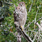 Cooper's Hawk