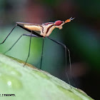 Banana-stalk Fly, Black-lined cactus fly