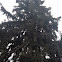 White Eastern Pine