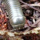 Black Round Millipede