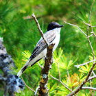 Eastern Kingbird