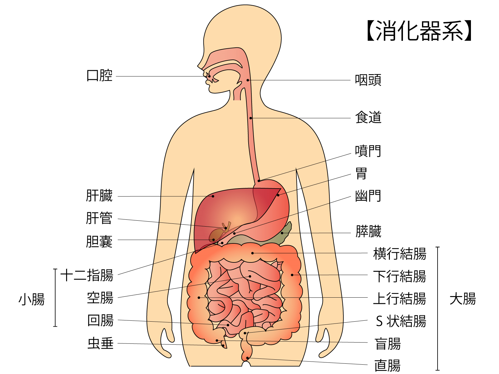 ヒトの腸の働きを学ぼう ほりた内科 胃腸内視鏡クリニック