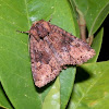 Noctuid Moth