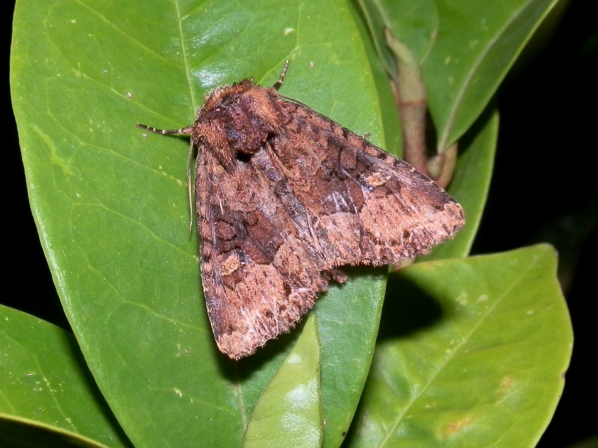 Noctuid Moth