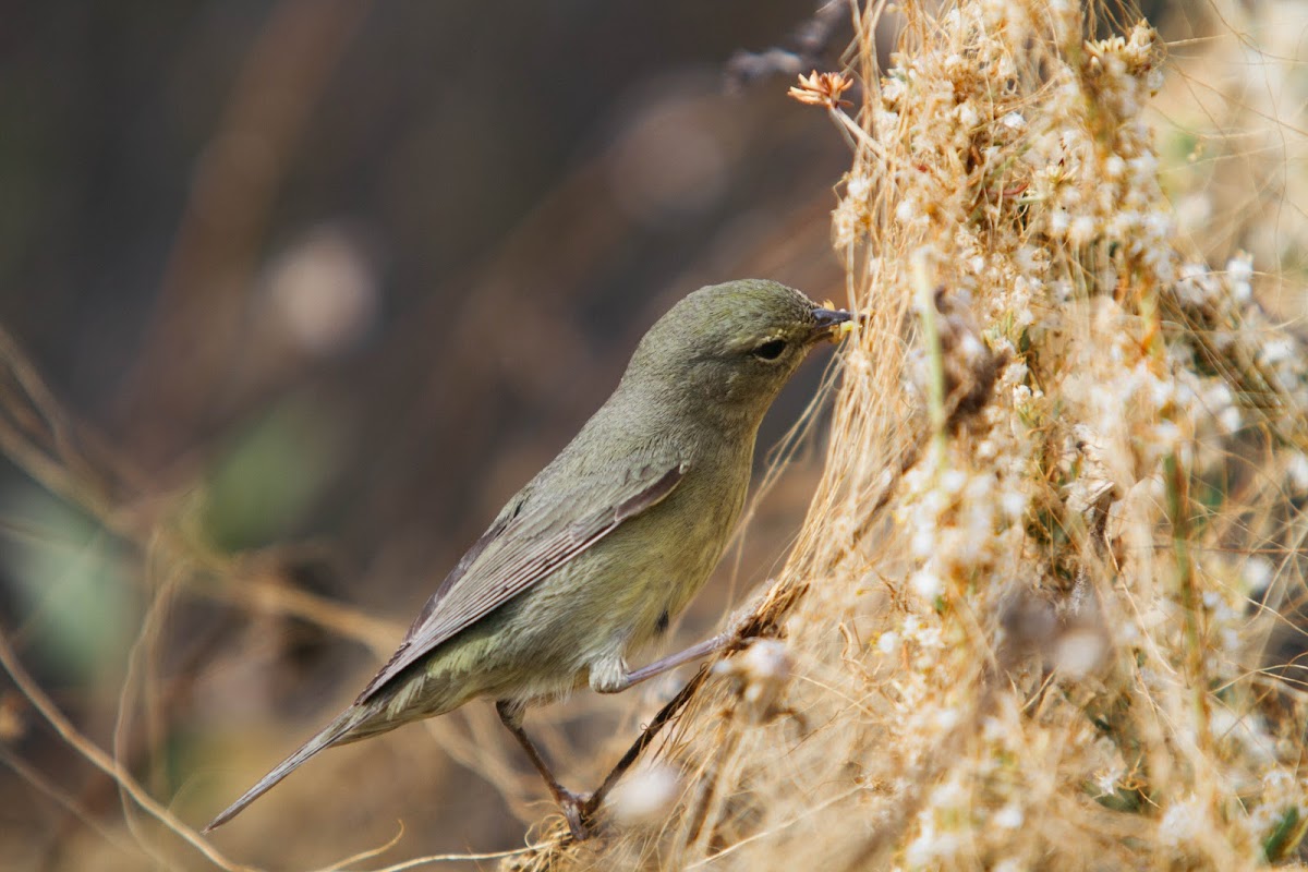 Orange-crowned warbler