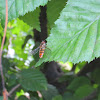 Marmelade hoverfly