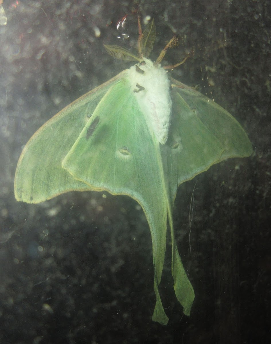 Luna Moth