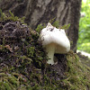 Death Cap Mushroom