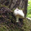 Death Cap Mushroom