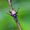 Frog-Legged Leaf Beetle