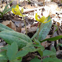 Trout lily, Yellow trout lily, Yellow dogtooth violet