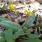 Trout lily, Yellow trout lily, Yellow dogtooth violet