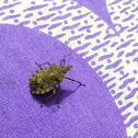 Brown Marmorated Stink Bug