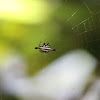 Spiny Back Orb Weaver