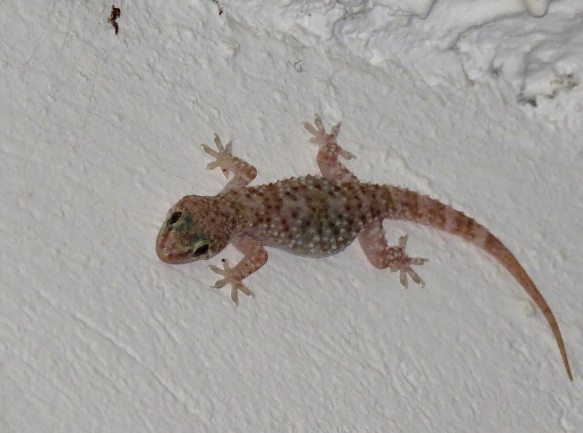 Mediterranean House Gecko