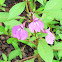 Balsam FLower