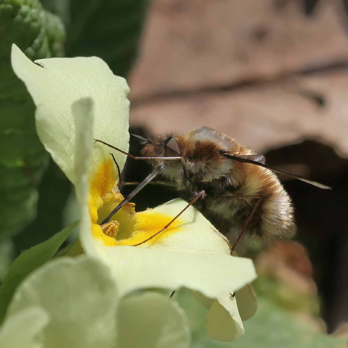 Large Bee-fly