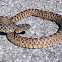 Bull Snake