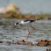 Black winged Stilt