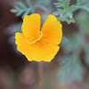 California Poppy