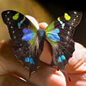 Purple Spotted Swallowtail