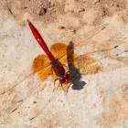 Orange-winged Dropwing