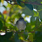 Blue-gray Gnatcatcher