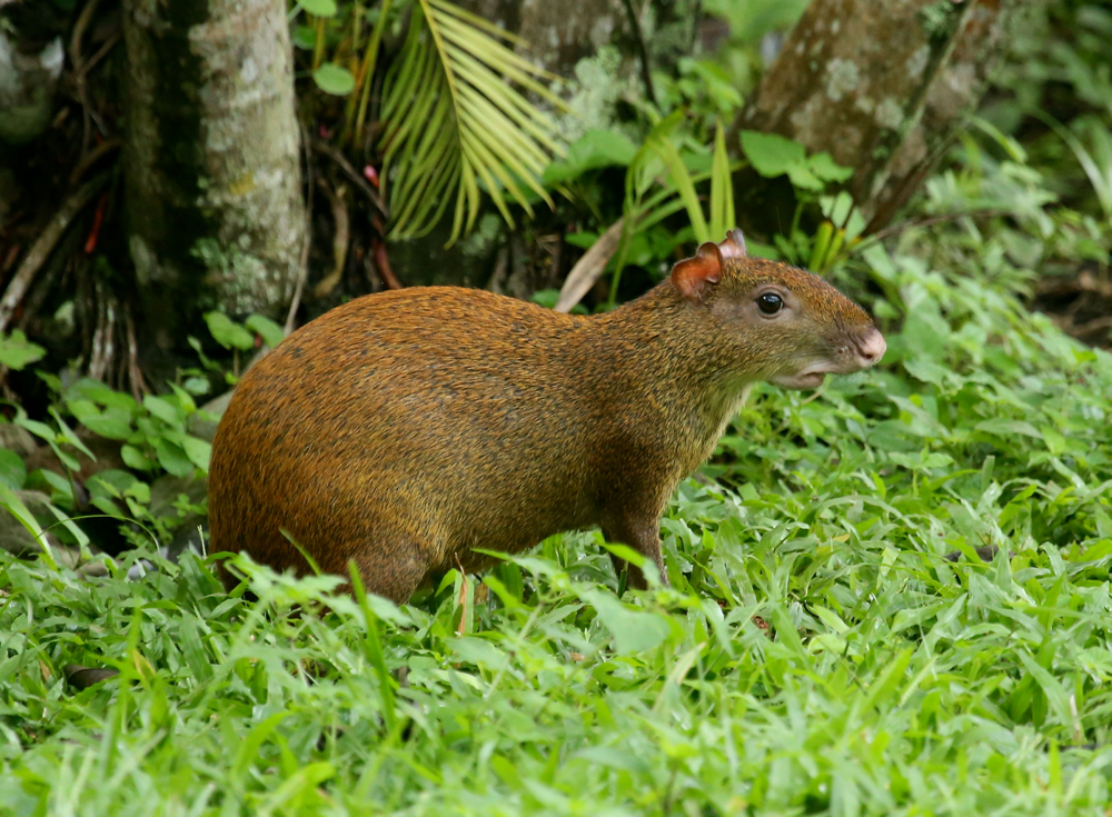 Central American Agouti