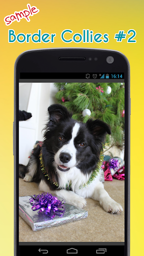 Border Collie Wallpaper